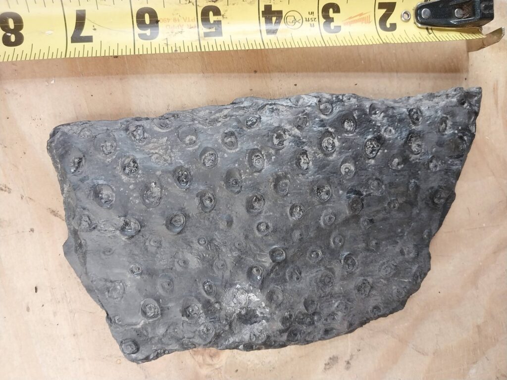 un-pitted rootlet scars on a fossilized Stigmaria